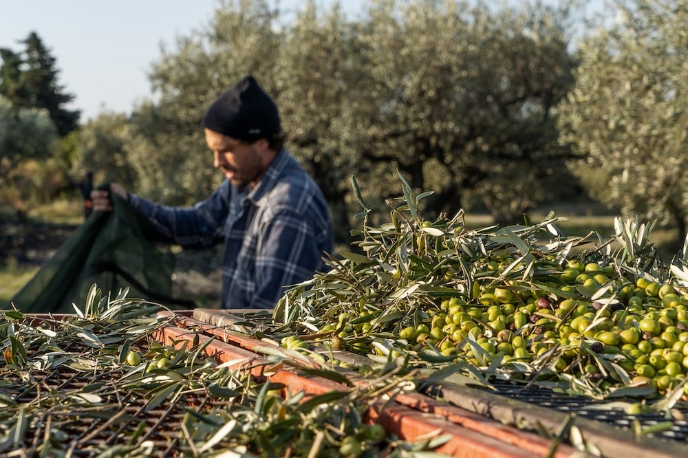 olive harvest french country home magazine