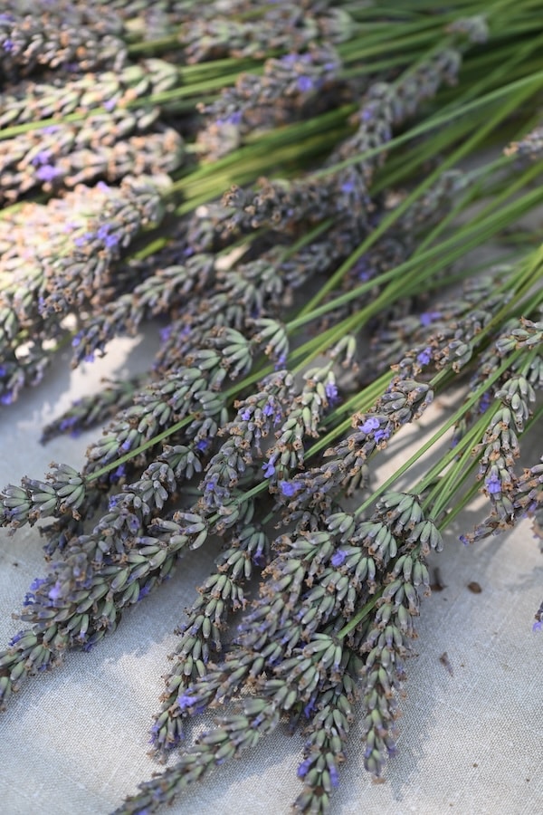 raw lavender on the table