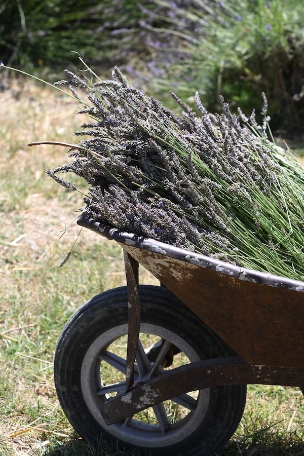 wheelbarrow full of harvested lavender