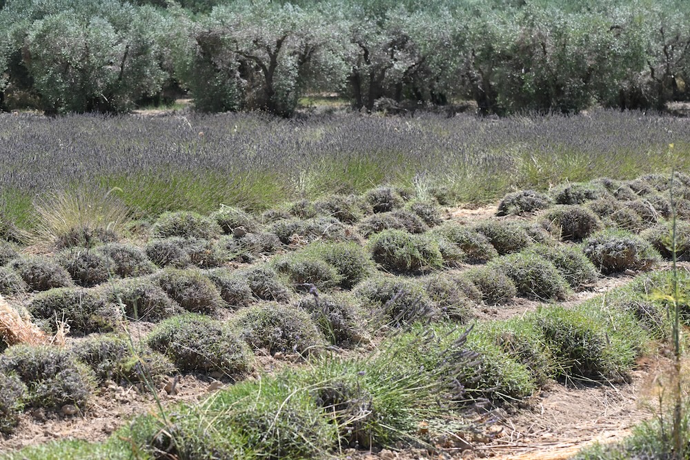 lavender after it's been harvested
