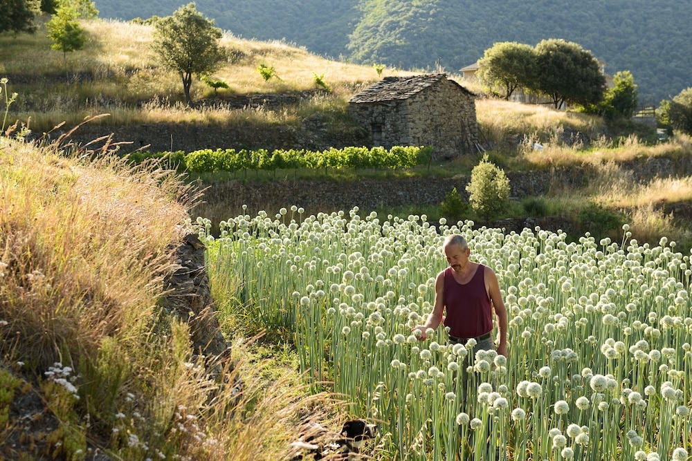 my french country home magazine portfolio on onions in France, Languedoc Roussillon, Gard, Cévennes, oignons doux des Cévennes, Saint Martial, Philippe Léonard, oignons en fleur, pour les graines