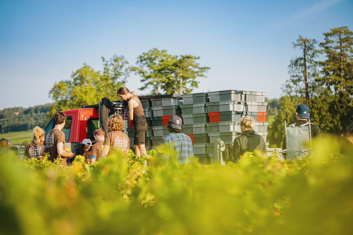 Vineyard workers gathered around a truck with harvest baskets.