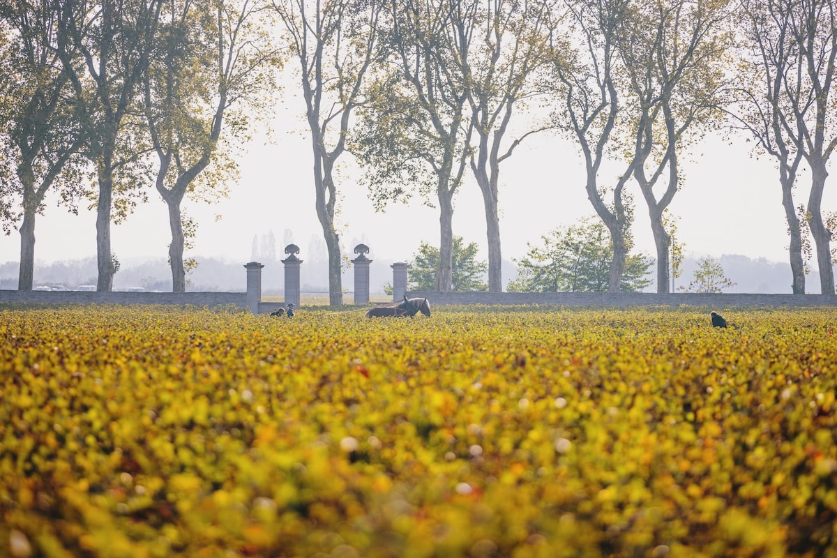 Chateau Pommard vineyard with a horse drawn plow in autumn.