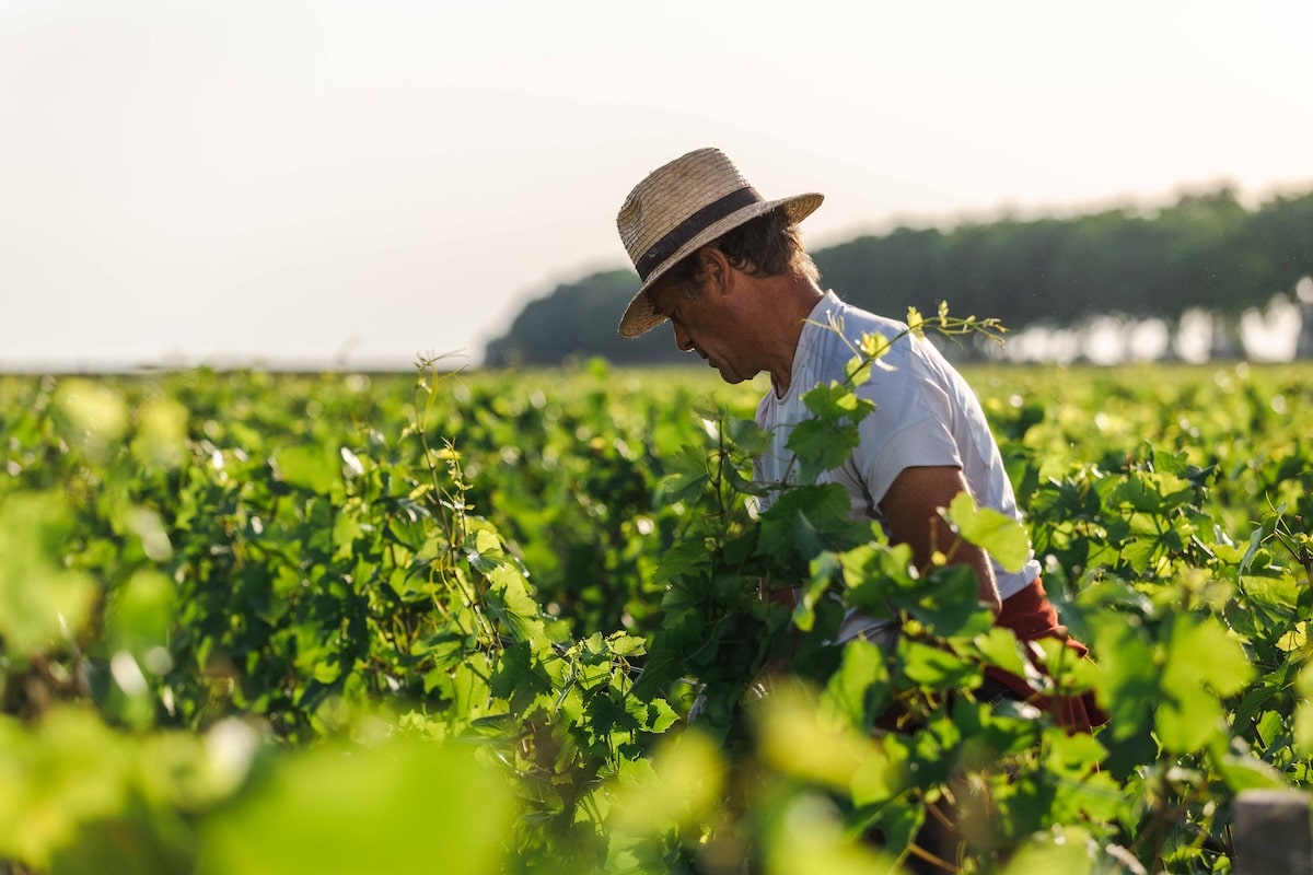 Vineyard worker tending to lush grape vines/
