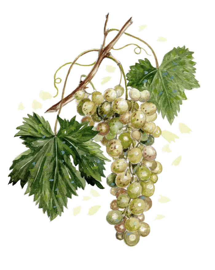 White grape and vine watercolor painting.