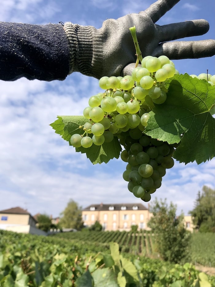 Farmer holding a bunch of freshly picked Champagne grapes in a lush vineyard.