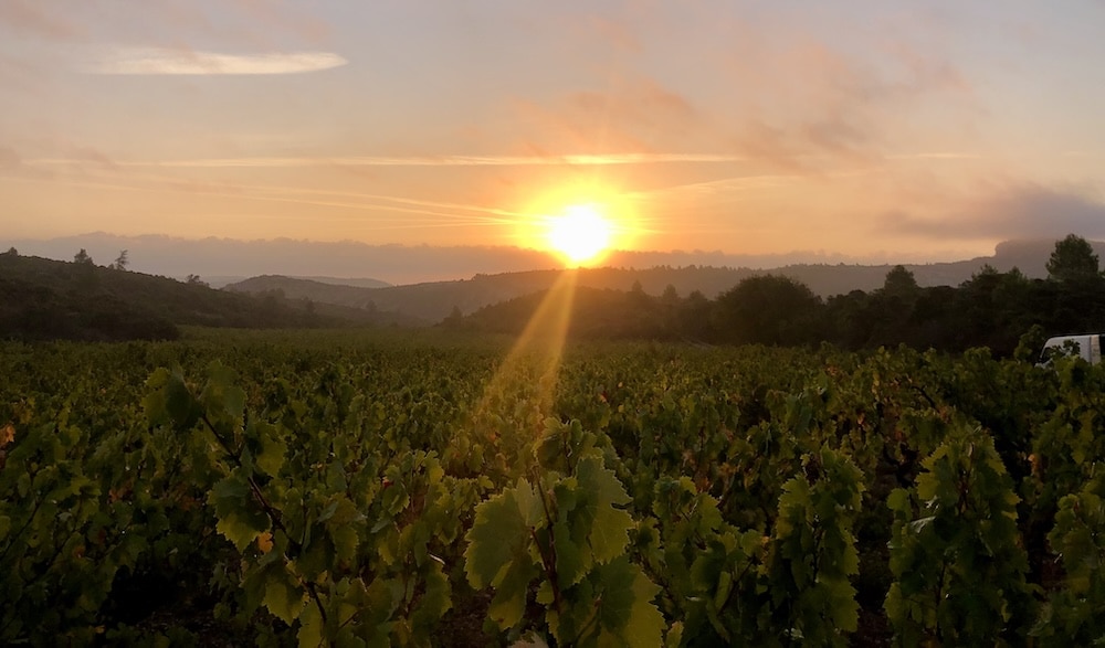 Vast lush vineyard in Corbieres, France at sunrise.