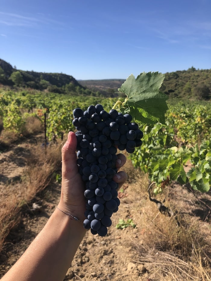 Dark red grapes from a vineyard in Corbieres, France.