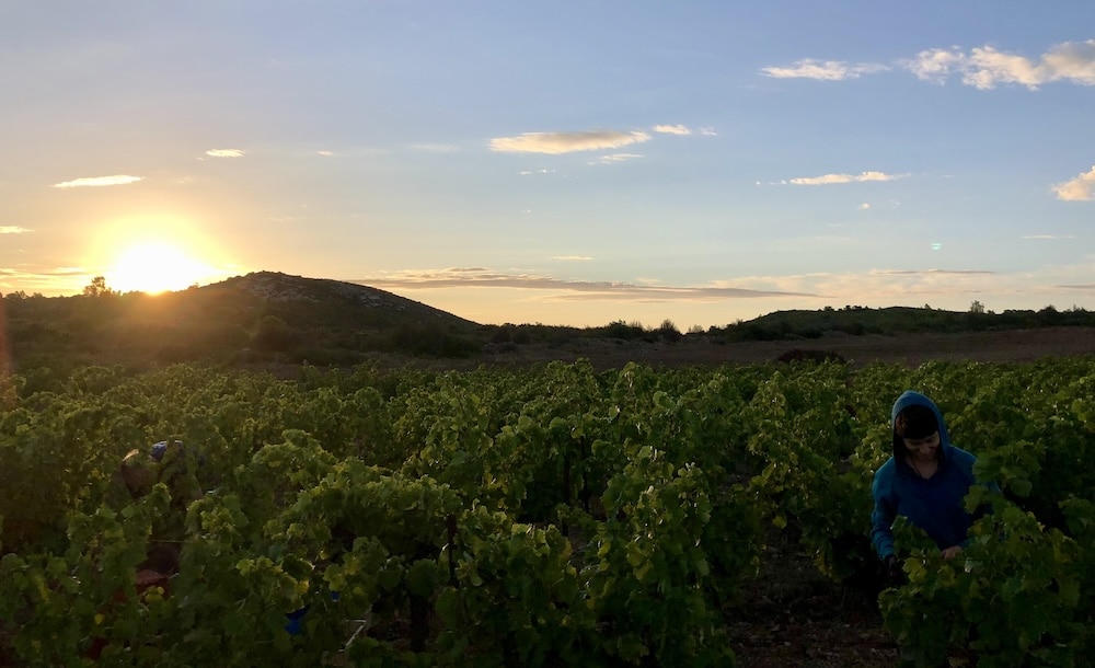 Sunrise over a lush vineyard in Corbieres, France.