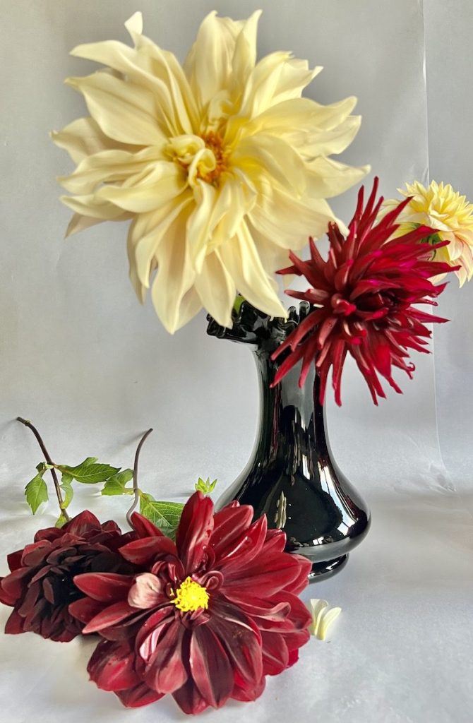Red and white dahlias in a black glass vase.
